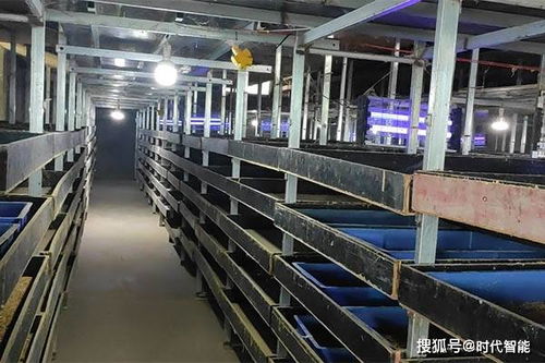 豐優(yōu)9號(hào)蛋白蟲(chóng)養(yǎng)殖 可制作各種美容產(chǎn)品,也可做飼料